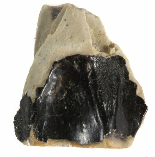 Triceratops Shed Tooth - Montana #41273
